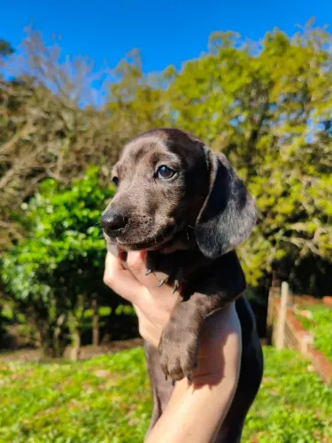 Filhote Dachshund basset Cofap mofado 