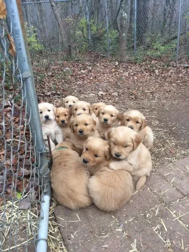 Golden Retriever Um companheiro fiel para deixar a vida mais bonita