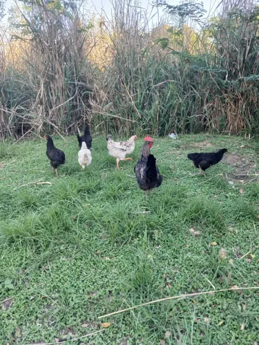 Franguinhas