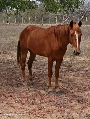 cavalo mm