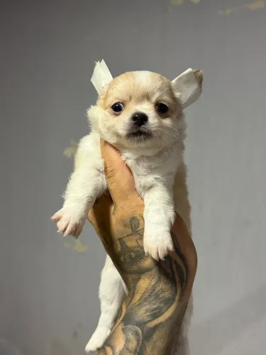 Chihuahua macho pelo longo