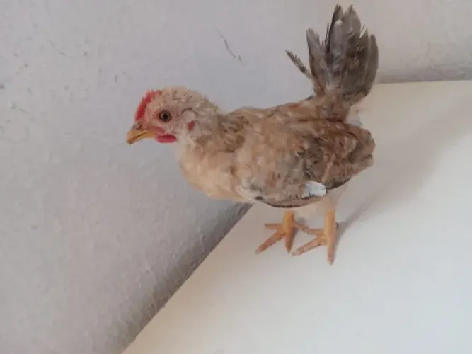 Pintinho carijo garlinze