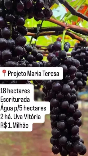 Área de uva no Maria Tereza 