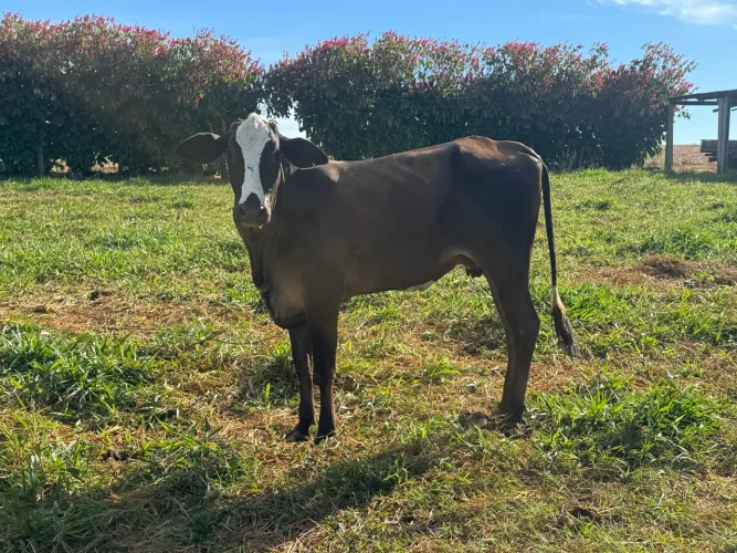Vendo Gado bom