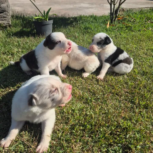 Borde collie macho