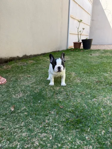 Bulldog francês c/ pedigree CBKC Macho&Femea