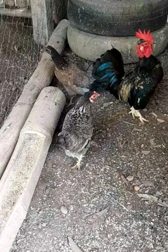 Galinhas