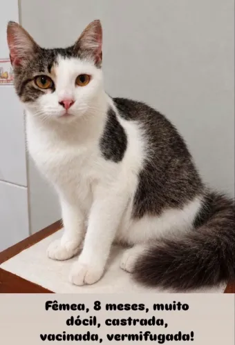 Gatinha para adoção responsável