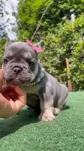 Bulldog frances filhotes