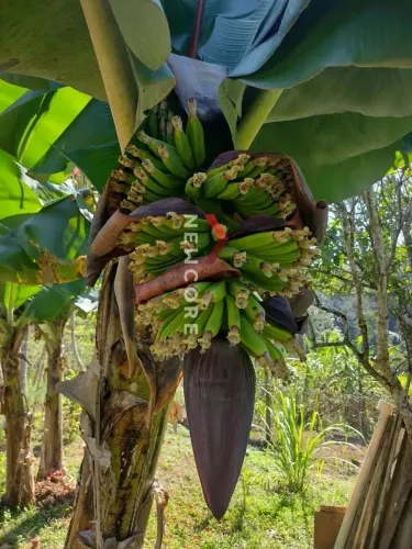 Chácara em rua das jaboticabas - Feital - Adrianópolis/PR