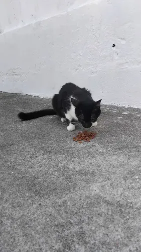 Adoção 