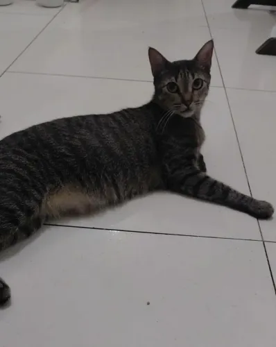 Animais para doação