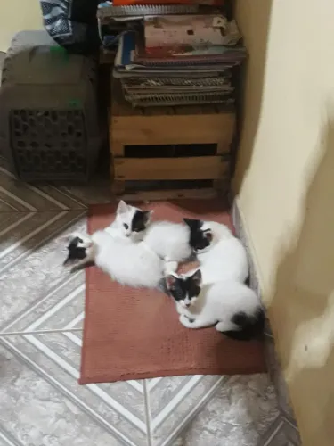 Doação 6 gatos