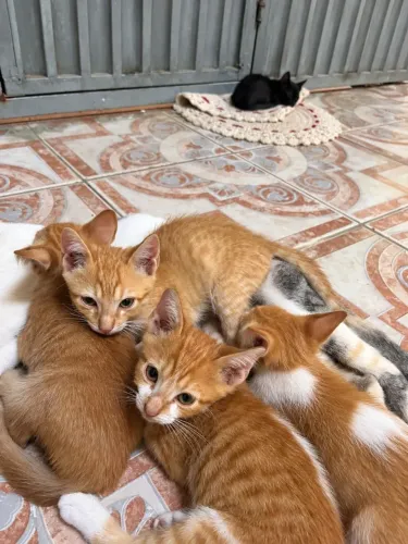 Doacão De Gato Filhote