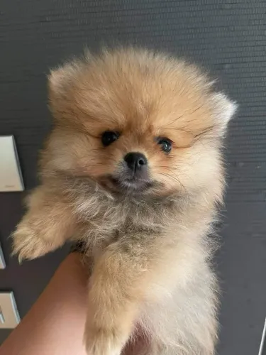 Lulu/ macho