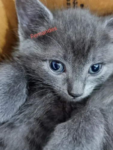 Russian Blue Filhotes