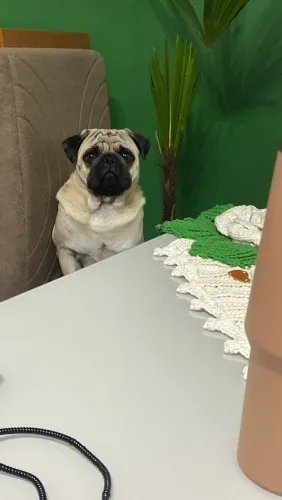 Vendo pug macho 9 meses vacinas todas em dia 