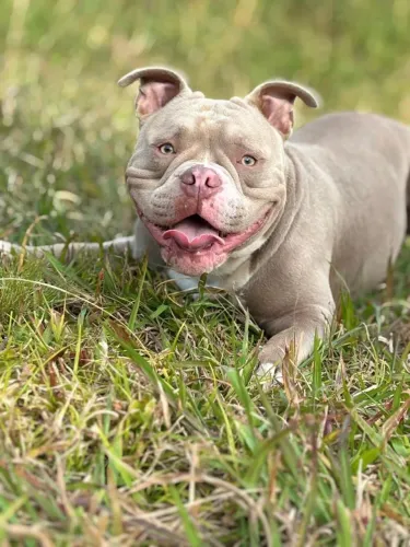 América Bully macho 