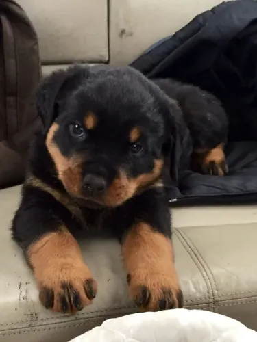 Rottweiler O companheiro perfeito para dias simples e felizes