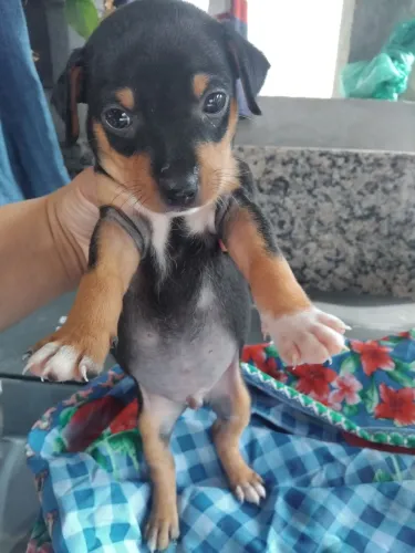 Cachorro