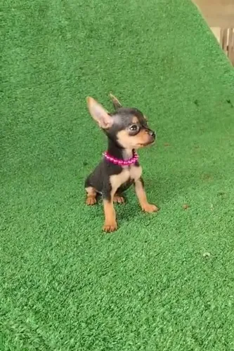 Pinscher lindo linda vacina  importada 