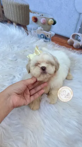 Shih tzu fêmea Branca e areia 