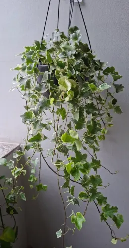 Planta hedera variegata 