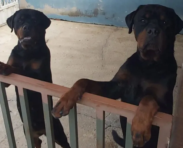 Doação de casal de Rottweiler 