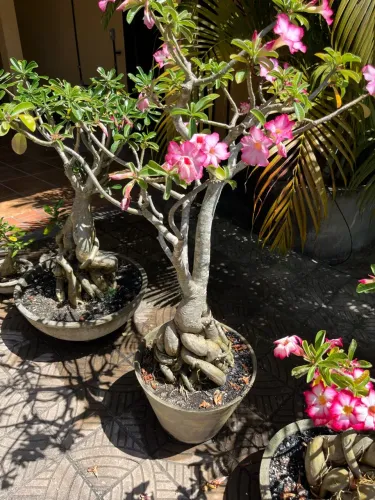 Rosa do deserto