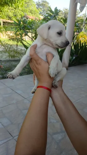 Labrador femia disponível!