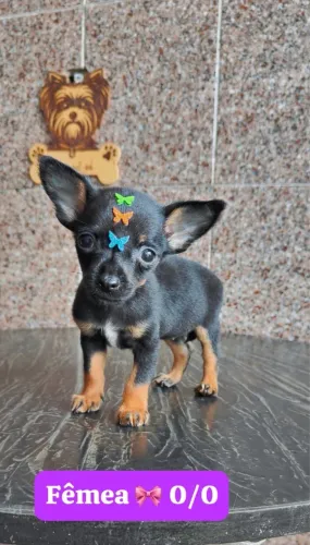 Pinscher com 61 dias vacinado