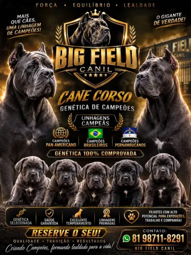 Lindos filhotes de cane corso , genética de campeões.netos 