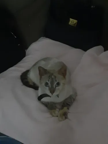 Adoção responsável de gata adulta 