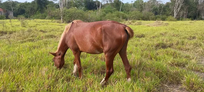Égua mangalarga pra vender 5 500