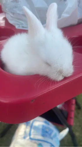 Porquinho da india peruano a partir de 50,00