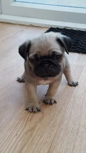 Cãozinho pug saudável de linhagem selecionada e dócil