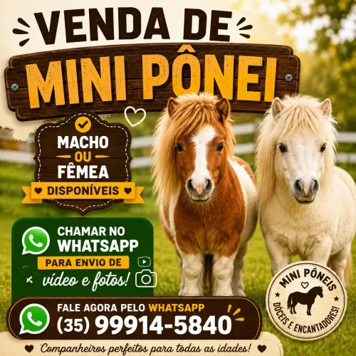 Venda de Mini Ponei Macho ou Fêmea entrar em contato via WhatsApp para videos e fotos