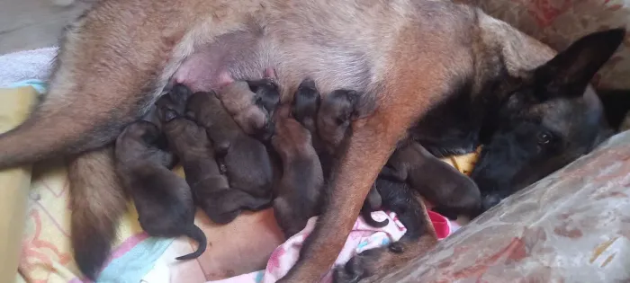Pastor Belga Malinois - Ninhada TOP