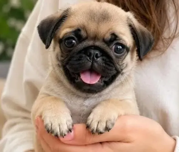 Pug Filhotes Raça Magnífica.