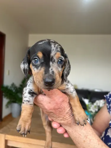Dachshund Arlequim/basset/Cofap