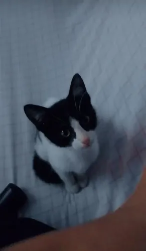 Doac de gatinho