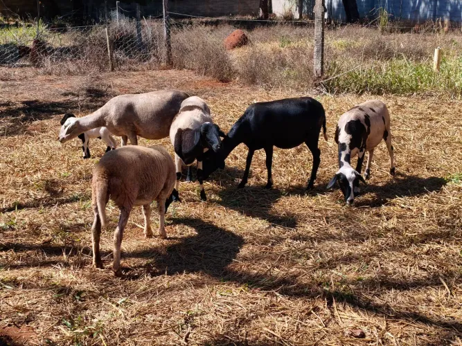 Carneiro e Ovelhas