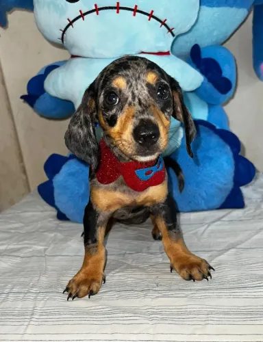 Dachshund Arlequim - Encantador e Carinhoso