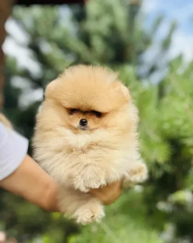Cachorro Spitz Alemao filhote raro pelagem incrivel