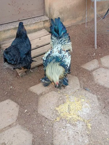 Vendo barato 12 galinhas e galos Brahma puras por motivo viagem.  moti