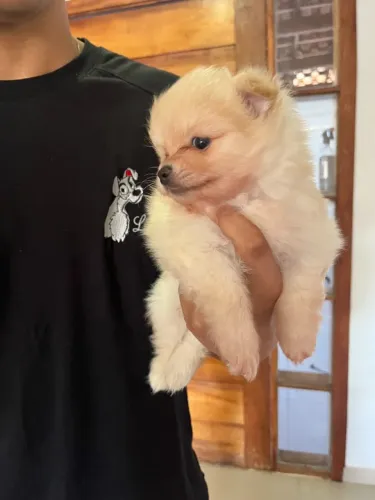 pet