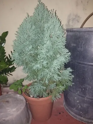 Pinheiro (muda)