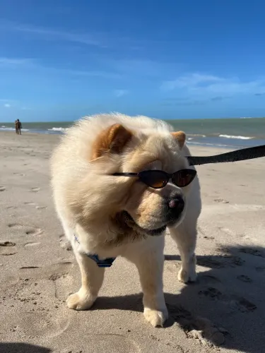 Chow chow procura namorada