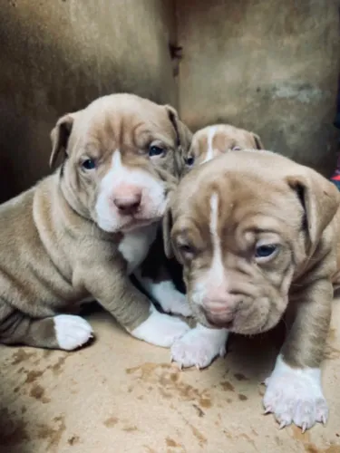 Filhotes Pit Bull
