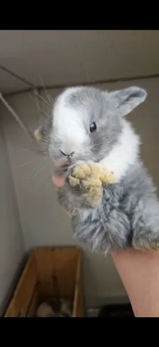 Coelho MIni LOP URUGUAIO ( os das orelhas caidas ) 